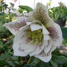 Helleborus�x hybridus `WD Elegance White